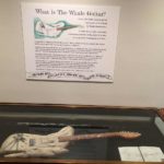 The Whale Guitar in an exhibition case.