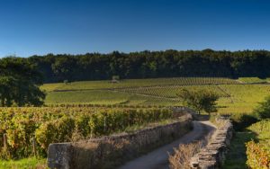 Maison Louis Latour Vineyard