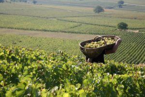 Maison Louis Latour Vineyards worker harvesting grapes