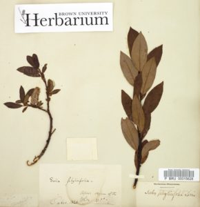 Brown Univ Herbarium